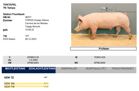 Die Datenblätter in der Eberdatenbank enthalten bereits die Zuchtwerte für Fleischmaß und Speckmaß.