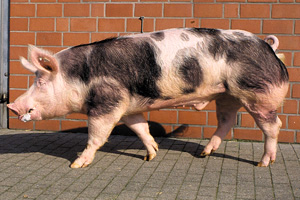PORKUSS-Pietrain