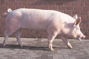 Premo Edelschwein-Endstufeneber