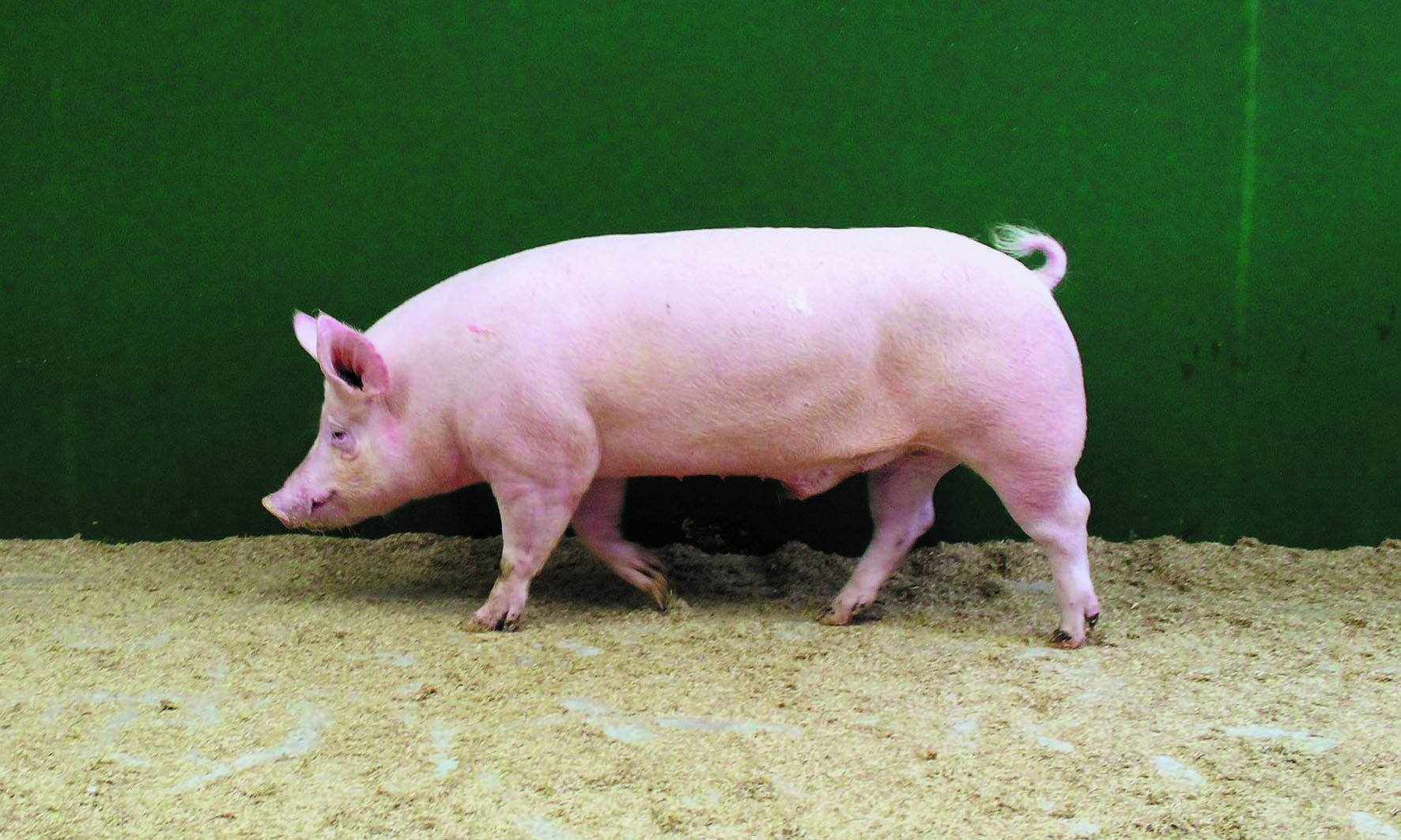 20200327 Topigs Nuc Z 20200327 Topigs Nuc Z