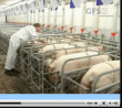 GFS-Besamungsvideo GFS-Besamungsvideo