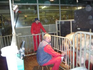 Dr. Schulze beobachtet die Abläufe der Spermagewinnung im Stall Kiebitzheide