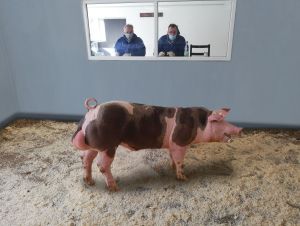 The boar is assessed and selected by GFS staff when purchased.