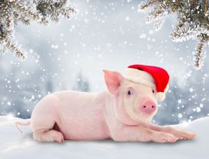 Winteraktion Schwein 20.12.21 - 30.01.22