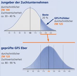 Jungeber Zuchtunternehmen Kurven