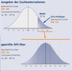 Grafik Jungeber der Zuchtunternehmen