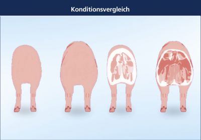 Konditionsvergleich