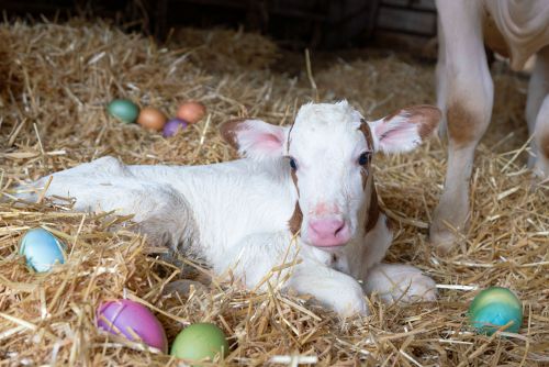 Rind Im Stroh Mit Eiern